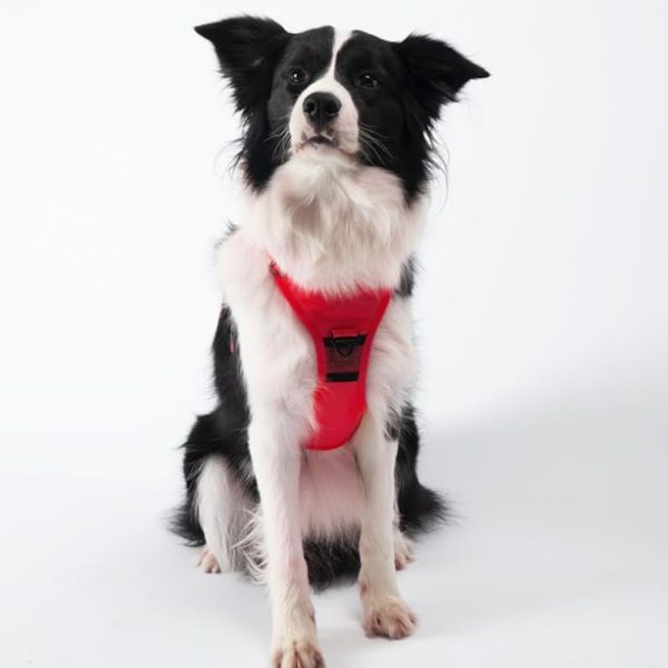 Arnés para Perro con Correa Retráctil Roja – Comodidad y Control en un Solo Diseño - Imagen 5